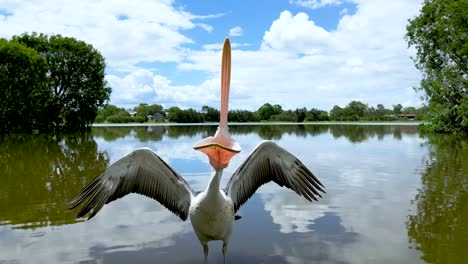 Pelikan-Versucht-Drohne-Zu-Fressen