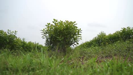 Close-up-view-of-the-fruit-tree-yerba-mate-agroforestry