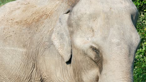 Closeup-view-of-an-elephant's-face-on-a-sunny-day