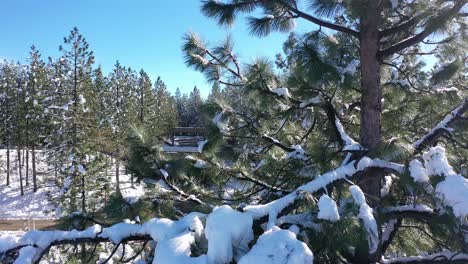 Schneebedeckte-Bäume-Aus-Der-Luft-In-Nordkalifornien