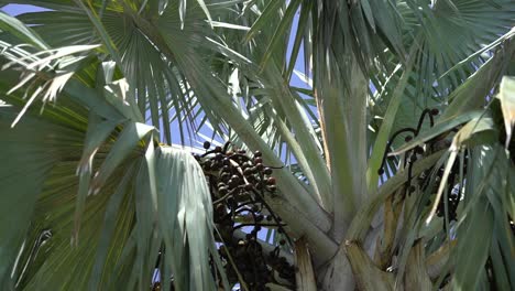 Looking-up-at-exotic-palm-tree-trunk-and-leaves-close-up-against-blue-sky