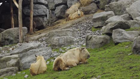 Group-of-Golden-Takin-relaxing-and-chewing-grass-in-wildlife-reserve