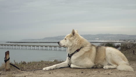Calm-white-husky-enjoying-the-ocean-view-from-the-top-of-a-cliff
