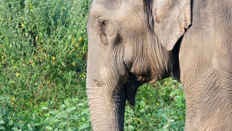 Closeup-side-view-of-an-elephant-chewing-grass