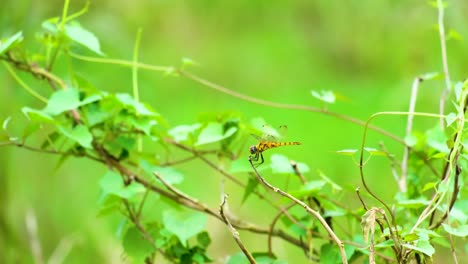 Dragonfly-Aeshnidae-Darners-Descansando-En-La-Punta-De-Una-Ramita-Bajo-El-Sol.