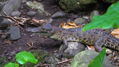 Profile-of-young-juvenile-crocodile-resting-motionless-on-the-shore,-Papua-New-Guinea