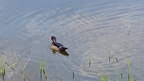 Beautiful-Carolina-duck--swimming-in-the-small-pond