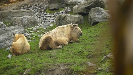 Two-golden-Takin-relaxing-in-the-grass-rocky-mountain-habitat-in-animal-park