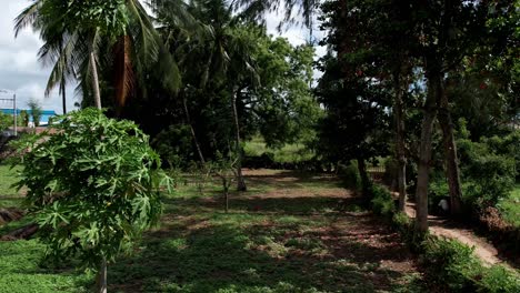 Vista-En-Un-Jardín-Tropical-Privado-Con-Palmeras