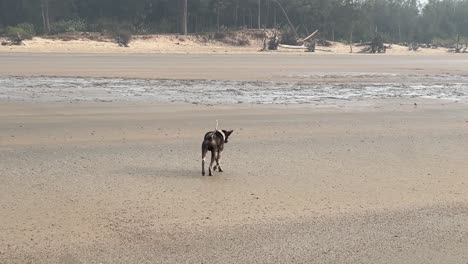 A-scene-of-a-black-dog-roaming-around-an-empty-beach-surrounded-by-trees-and-woods-in-Bengal,-India