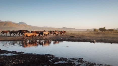 Herd-of-horses-at-the-Kayseri-Turkey-crossing-near-a-water-body