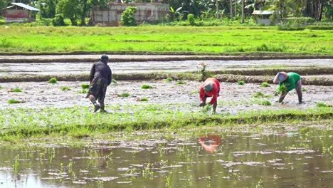 Reisbauern-Pflanzen-Frische-Pflanzen-In-Reisfeldern,-Surigao,-Philippinen