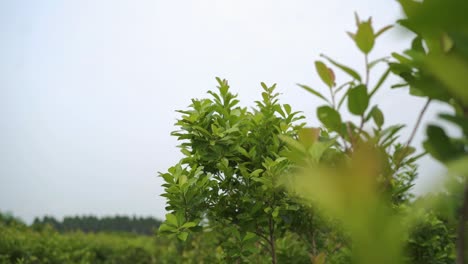 Slow-motion-climate-change-yerba-mate-tree-leaves