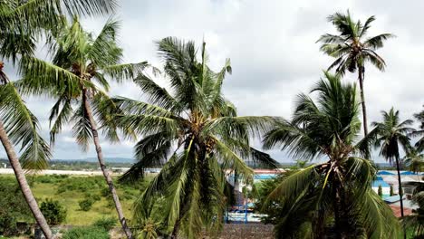 Drone-flies-to-the-crowns-of-coconut-palm-trees
