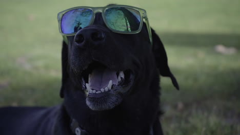 Süßer-Hund-Posiert-Für-Die-Kamera,-Während-Er-Eine-Grüne-Sonnenbrille-Trägt