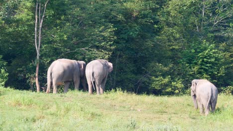 Rückaufnahme-Von-Drei-Elefanten,-Die-Im-Grasland-Grasen
