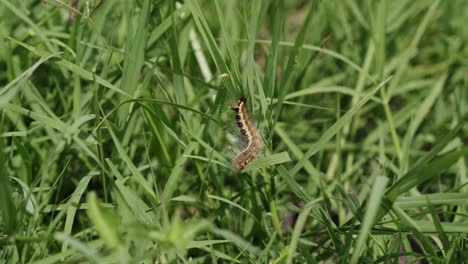 Hairy-Caterpillar-On-The-Green-Grass