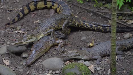 Three-juvenile-crocodiles-lying-on-shore,-freshwater-crocs,-Papua-New-Guinea
