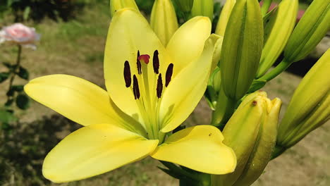 Outdoor-view-of-a-Royal-Yellow-Lily-flower-and-buds---Lilium,-fully-blossomed,-with-an-ant,-in-a-sunny-day-in-summer,-this-is-a-close-up-shot