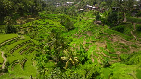 Verdant-rice-terraces-of-touristic-Tegallalang,-Ubud-Bali