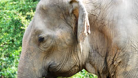 Closeup-side-view-of-aged-elephant-swaying-with-its-own-trunk-in-its-mouth