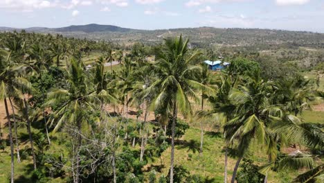 Eine-Kleine-Plantage-Mit-Palmen-Zur-Herstellung-Von-Kokosnussöl-In-Kenia