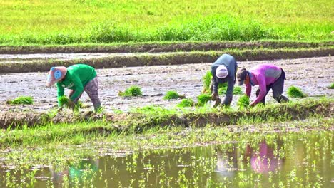 Farmers-planting-rice-on-farm