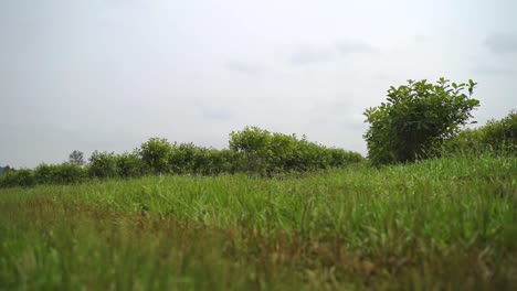 Grünes-Feld-Des-Grases