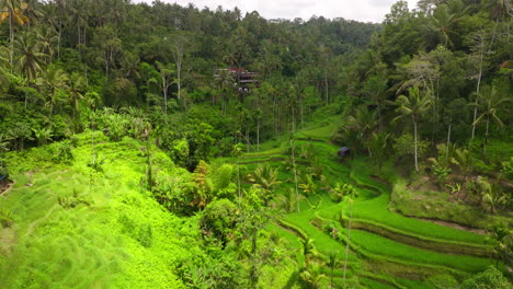 Drone-view-over-lush-green-Tegallalang-rice-terrace-and-jungle,-Ubud,-Bali