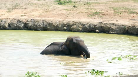Elefante-Asiático-Nada-Y-Se-Baña-En-Un-Estanque-Mientras-Bebe-Agua-Con-Su-Trompa