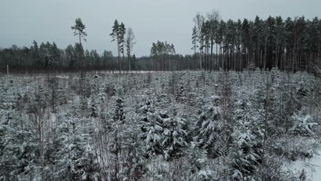 Drone-flying-low-over-young,-snowy-spruce-trees-on-a-gloomy,-overcast-day