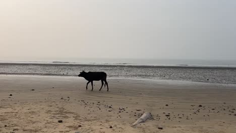 Wide-angle-shot-of-silhouette-of-a-black-cow-walking-on-the-coastline-of-the-vacant-beach-in-Bengal,-India