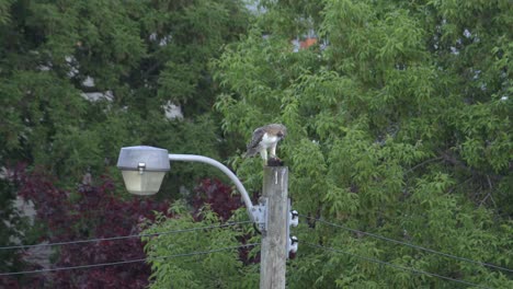 Red-tailed-hawk-with-dead-squirrel-in-talons-takes-off-from-lamp-post,-tele