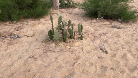 Aufnahme-Eines-Kleinen-Wilden-Kaktus,-Der-Am-Strand-In-Bengalen,-Indien,-Wächst
