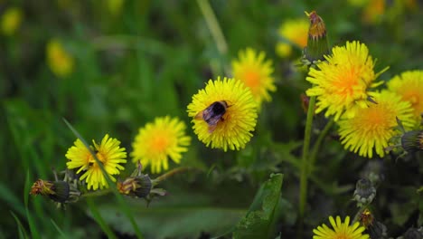 Bumblebee-collecting-nectar-on-a-Dandelion-and-flying-to-another-one,-seen-from-the-top