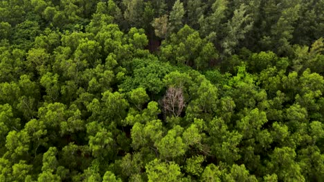 Rainforest-ecosystem-and-healthy-environment-concept,-aerial-view