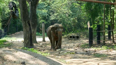 Elephant-in-sanctuary-raises-trunk-up-and-down-inside-a-pen