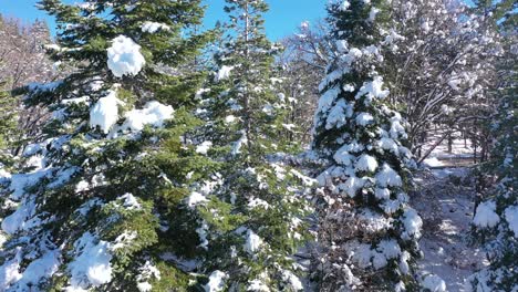Schneebedeckte-Bäume-Steigen-Langsam-Aus-Der-Luft