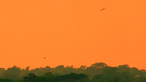 Silhouette-Eines-Adlers,-Der-Während-Des-Orangefarbenen-Sonnenuntergangs-über-Dem-Tropischen-Wald-Fliegt