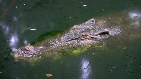 Close-up-large-crocodile-head-on-surface-of-water,-motionless-stare-with-large-teeth
