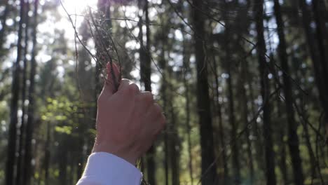 Strong-male-hand-touches-a-dry-branch-of-a-tree-against-background-of-a-sun-in-forest