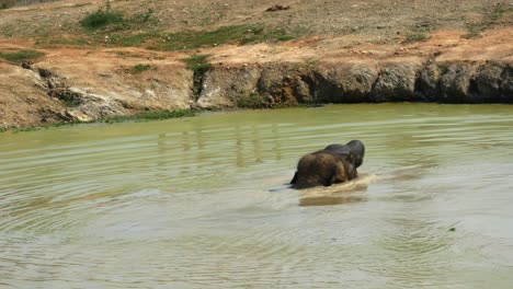 Rear-view-of-an-elephant's-head-while-bathing-in-a-pond