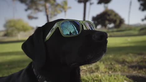 Dummer-Hund-Posiert-Für-Die-Kamera,-Während-Er-Eine-Grüne-Sonnenbrille-Trägt