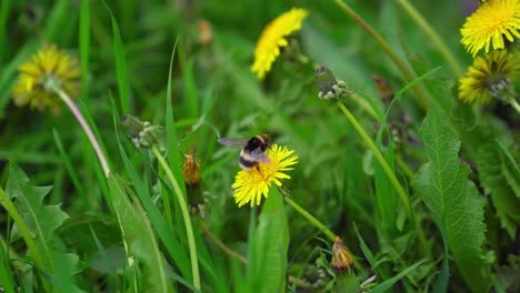 Bumblebee-collecting-nectar-on-a-Dandelion-and-flying-to-another-one,-seen-from-the-side
