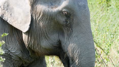 Nahaufnahme-Eines-Elefanten,-Der-über-Seinen-Rüssel-Nahrung-In-Den-Mund-Steckt