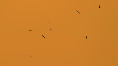 Vögel-Fliegen-Gegen-Den-Orangefarbenen-Sonnenuntergangshimmel,-Blick-Von-Unten