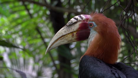Blyth's-Hornbill,-Papuan-Hornbill-exotic-bird-of-New-Guinea,-head-close-up