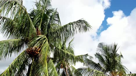 Flying-close-to-the-crown-of-a-palm-tree,-filled-with-ripe-coconuts