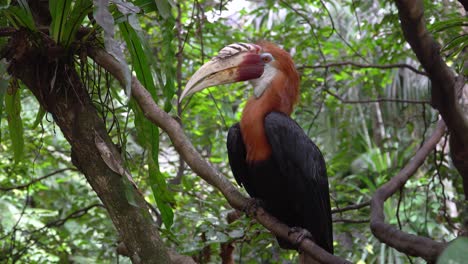 Adult-male-Blyth's-hornbill,-a-large-exotic-tropical-bird-of-New-Guinea