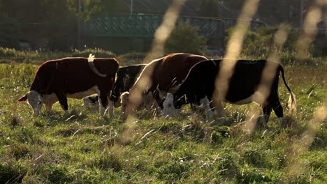In-slow-motion-two-brown-and-white-Jersey-and-three-black-and-white-Holstein-Fresian-cows-stand-grazing-while-being-swarmed-by-flies-in-a-green-meadow-on-a-sunny-evening